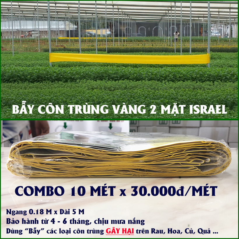 Diệt Ruồi Đục trái cây (30K/Mét ) Bẫy nhiều loại ruồi và côn trùng gây hại nông nghiệp khác bằng bẫy Dính Vàng nhập khẩu Israel hiệu quả và tiét kiệm thuốc BVTV