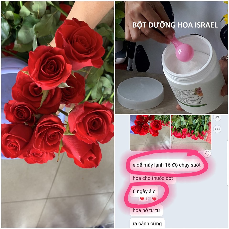 Bảo quản hoa hồng lâu tàn tại Shop Hoa Florist và kiềm hoa không nở trong 10 ngày bằng nhiệt độ phòng lạnh bằng Hủ 1KG bột nước cắm hoa nhập khẩu Irael