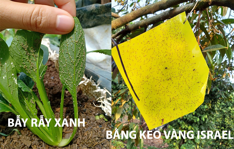 Keo Dính Vàng Bẫy Rầy Xanh và bẫy ruồi vàng hiệu quả 10m và chi phí 1 tháng chỉ 99k cho 1.000m2 cây ăn trái Sticky Yellow Rol