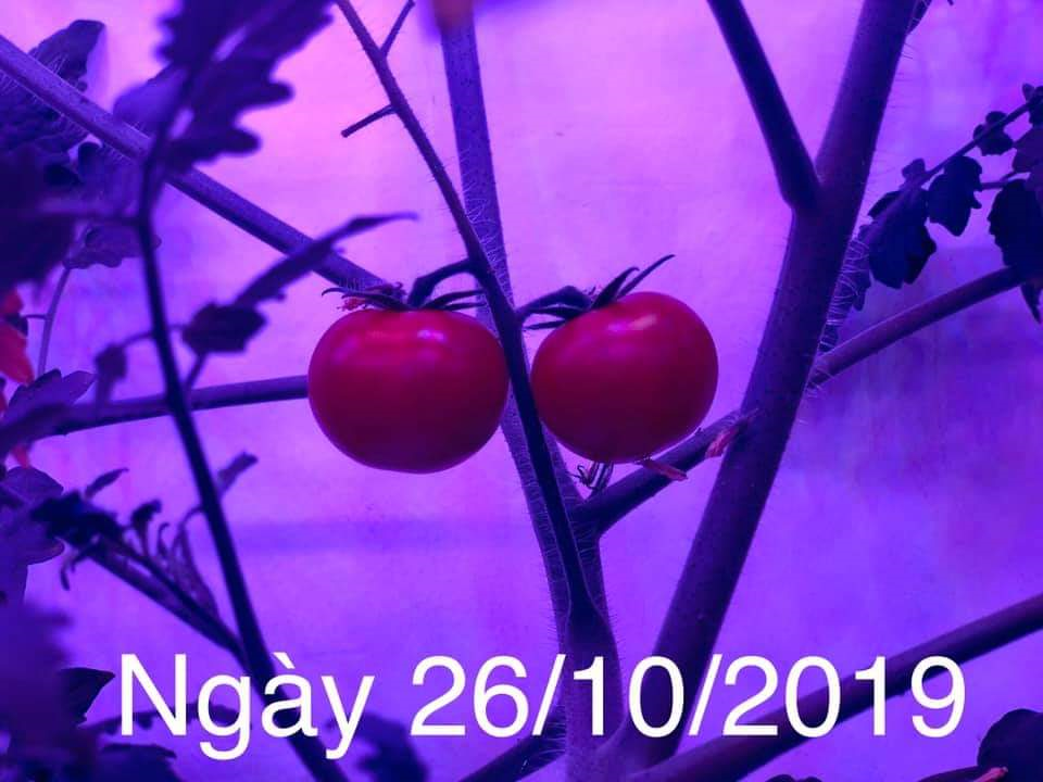 Đèn Trồng Cây Trong Nhà Led 1.2m (cây cà chua) giúp bổ sung ánh sáng cho cây trồng quang hợp tốt hơn