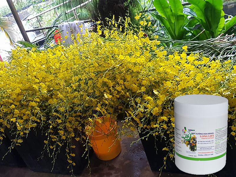 Shop Hoa bảo quản chăm hoa lan vũ nữ lâu tàn bằng Nước Cắm Hoa Israel (Hủ Bột 1KG pha 100L nước) nhập khẩu và 14 ngày không thay nước trong tip nhựa chứa hoa lan