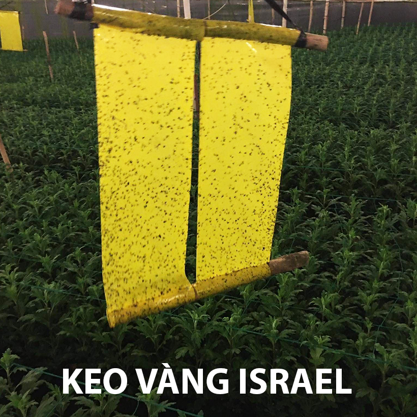 Chi phí Bẫy Ruồi Farm hoa cúc bằng keo vàng ISrael (30m x 1.000m2 x 12 tháng) chỉ 65k/tháng