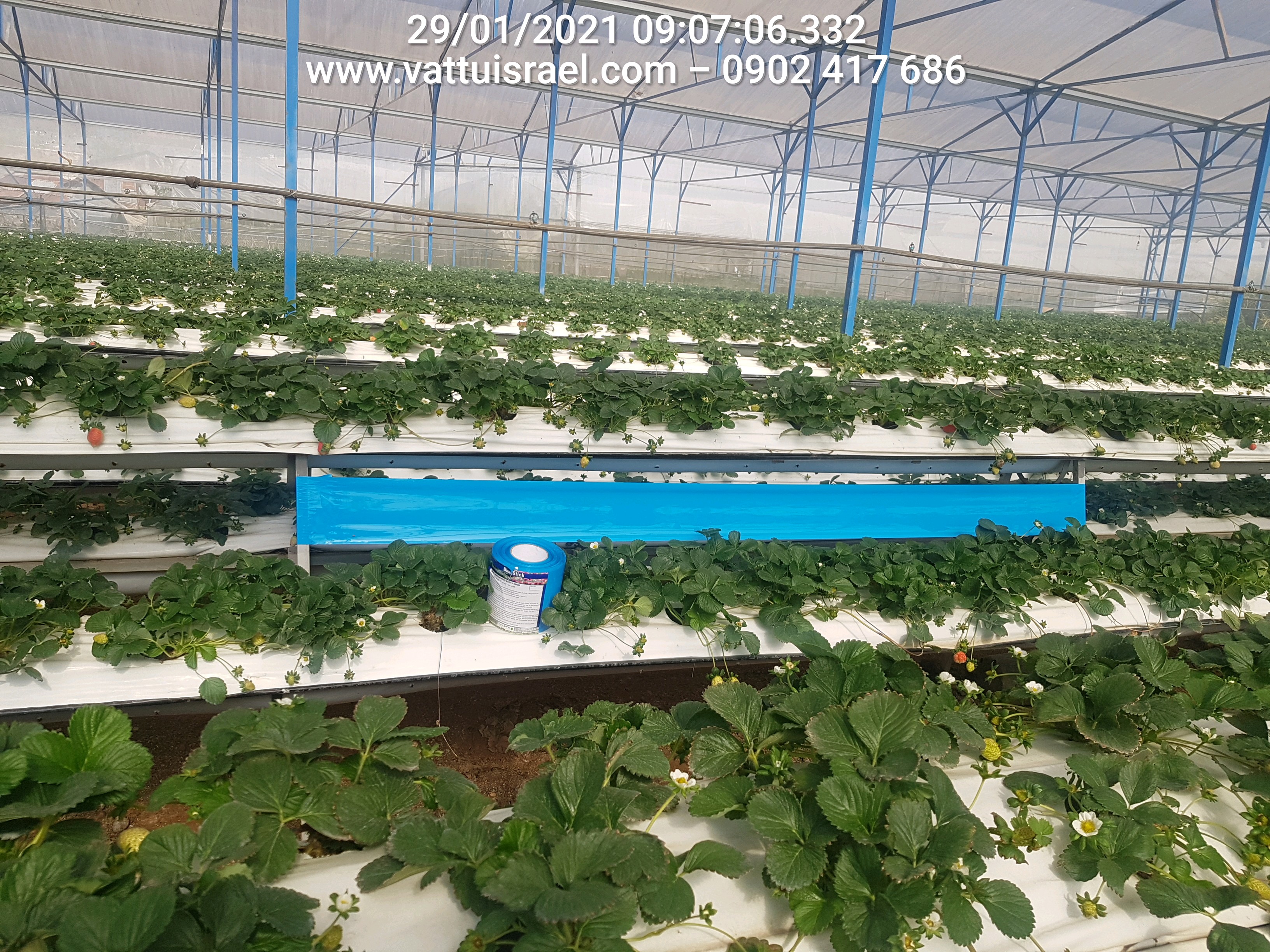 Keo dính XANH Diệt Bọ Trĩ nhập khẩu Israel Blue Trap (Combo 10 mét) gây hại nông nghiệp với thời gian trên 8 tháng chịu mưa nắng và nước tưới