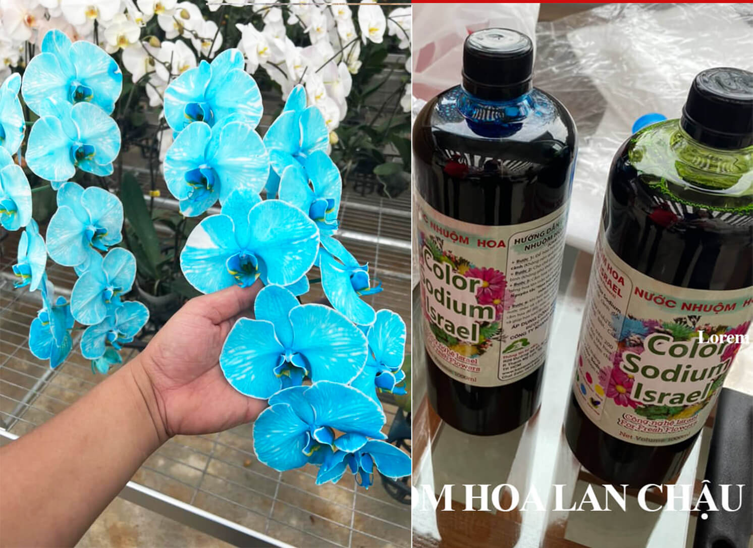 Cách Nhuộm Hoa Lan Chậu Đổi Màu (Chai 1L màu nhuộm) đặc biệt dành cho hoa lan hồ điệp