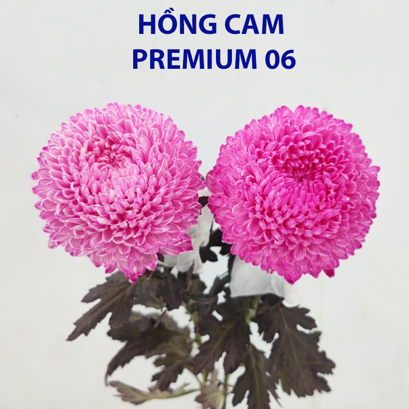 Bột Nhuộm Màu Hoa Tươi Cao Cấp Premium 2023 (Hồng Sen Pre 06)