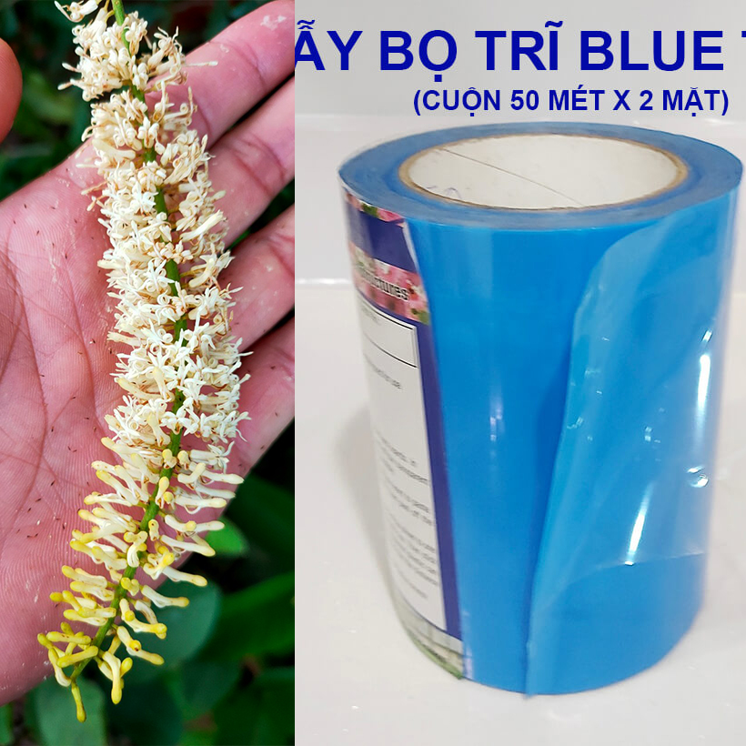 Trị Bọ Trĩ, Bọ Xít Muỗi bằng Keo Dính Màu Xanh Nhập Khẩu Israel (Combo 10 mét) Blue Trap trên 8 tháng chịu mưa nắng