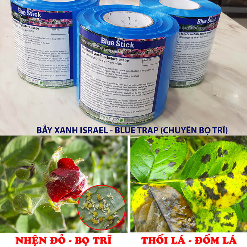 Diệt Bọ Trĩ, bù lạch trên cây hoa hồng, hoa cúc và nhiều loại cây khác bằng biện pháp sinh học (Combo 20 mét) Keo Dính Màu Xanh Blue Trap Nhập Khẩu Israel