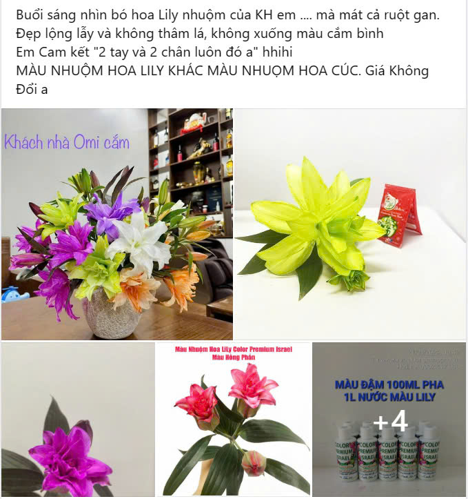 Nước nhuộm hoa LILY 