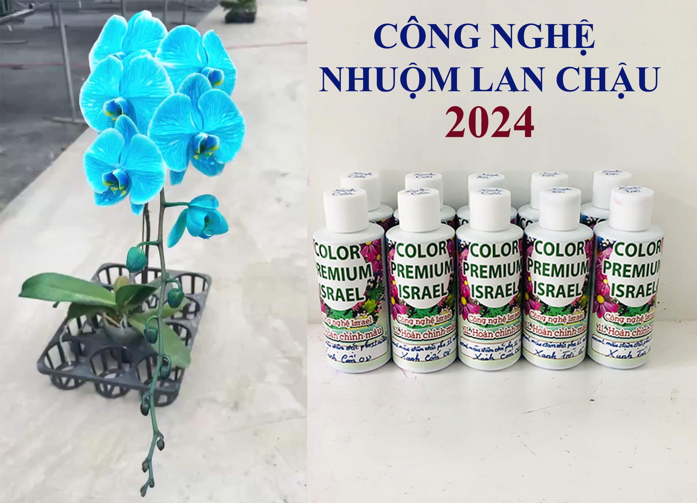 Thuốc Nhuộm Hoa Lan Chậu Hồ Điệp Công Nghệ Israel (Kèm kỹ thuật nhuộm hoa hồ điệp chậu)