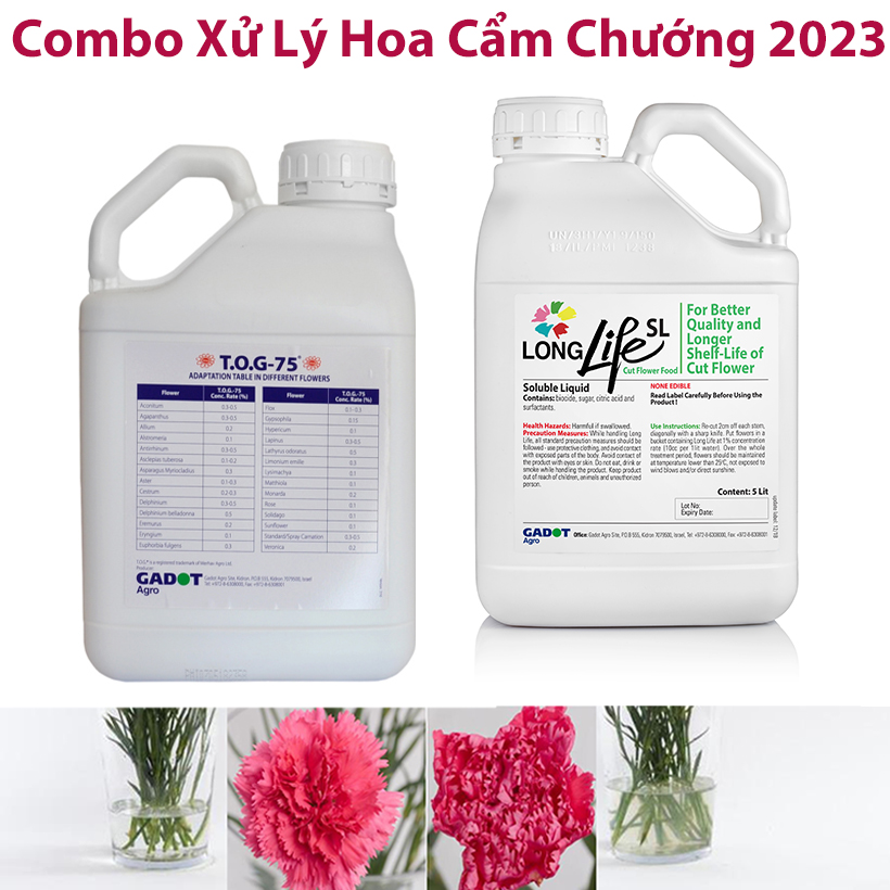 Thực tế Xử Lý Hoa Cẩm Chướng Kho Lạnh