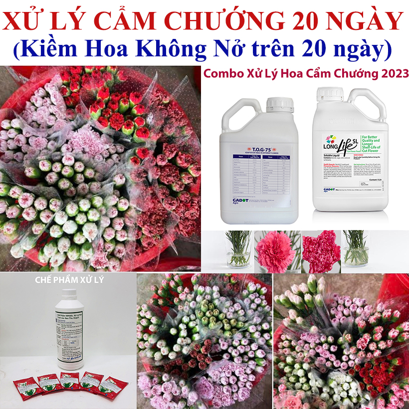 Nước Cắm Hoa Tươi Longlife SL khác Bột Cắm hoa Tươi Longlife SG là gì?