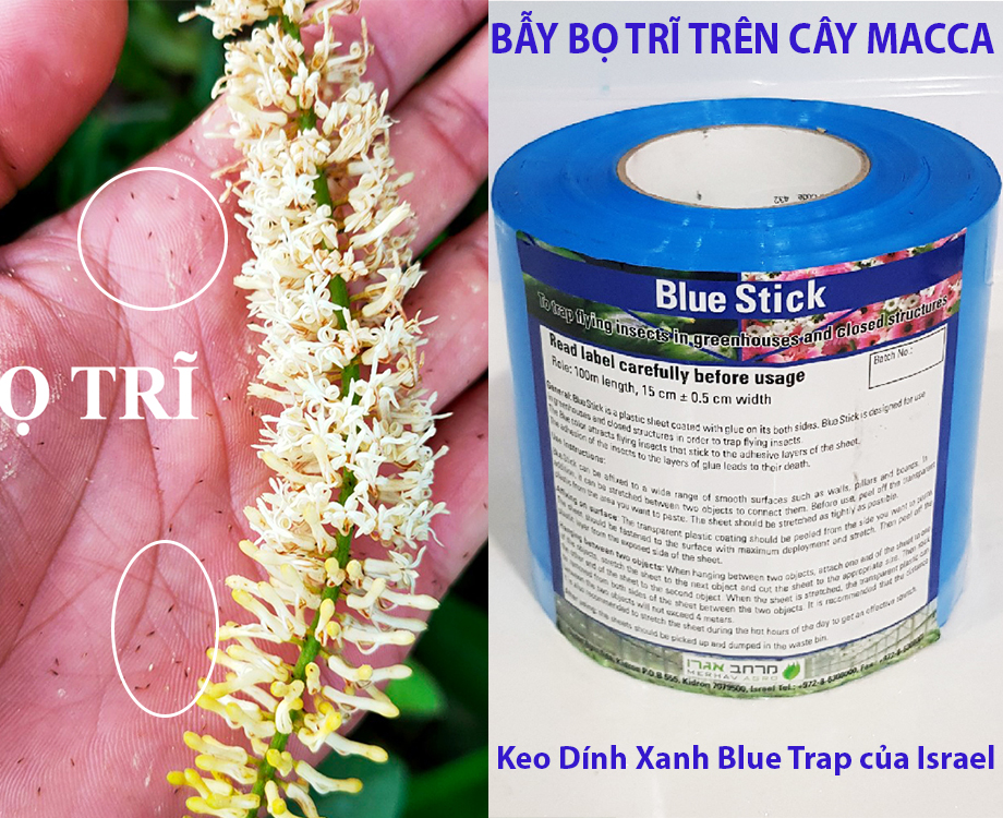 Bẫy Bọ Trĩ trên cây Macca bằng Keo Dính Blue Trap nhập khẩu Israel (cuộn 100m)