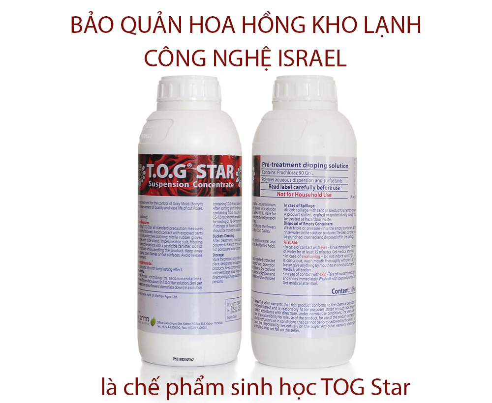 CHẾ PHẨM XỬ LÝ HOA HỒNG TOG STAR GIÚP NGĂN NGỪA NẤM MỐC XÁM BOTRYTIS TỚI 90%