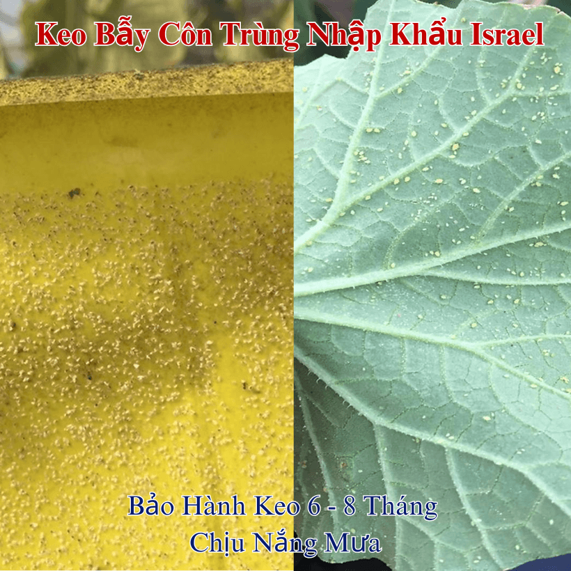 Cuộn Keo Bẫy Côn Trùng Vàng Nhập Khẩu Israe
