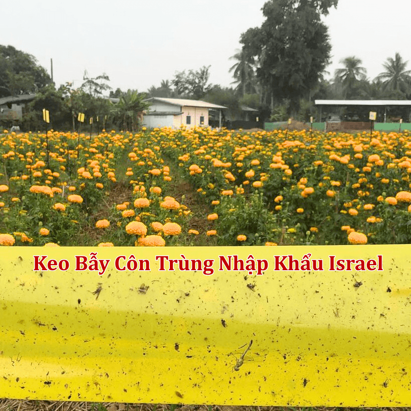 Cuộn Keo Bẫy Côn Trùng Vàng Nhập Khẩu Israel