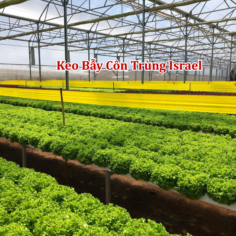 Cuộn Keo Bẫy Côn Trùng Vàng Nhập Khẩu Israel