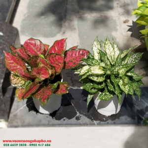 Trồng Cây Để Bàn Văn Phòng là cây phong thủy theo yêu cầu