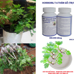 Siêu kích rễ Nhân Giống Cây Sung Mỹ Bằng Bột Kích Rễ Israel có trị nấm bệnh cây con (Hủ 100gr)