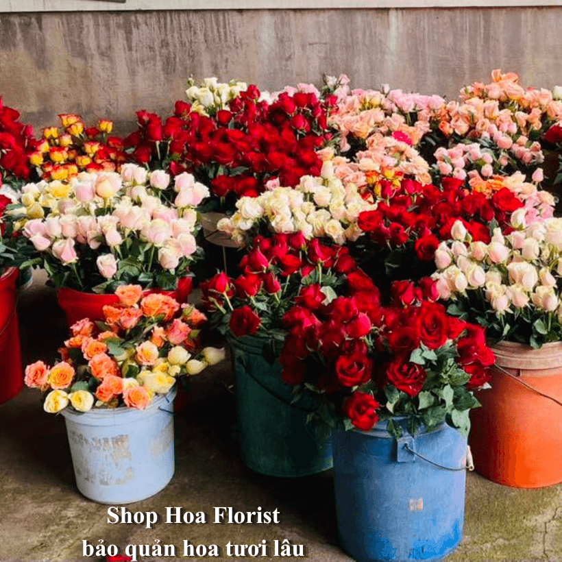 Thuốc Dưỡng Hoa Hồng Tươi Lâu