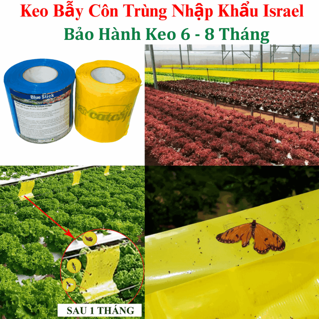 Bẫy Dính Vàng Rau Thủy Canh Nhập Khẩu Israel – Diệt Côn Trùng