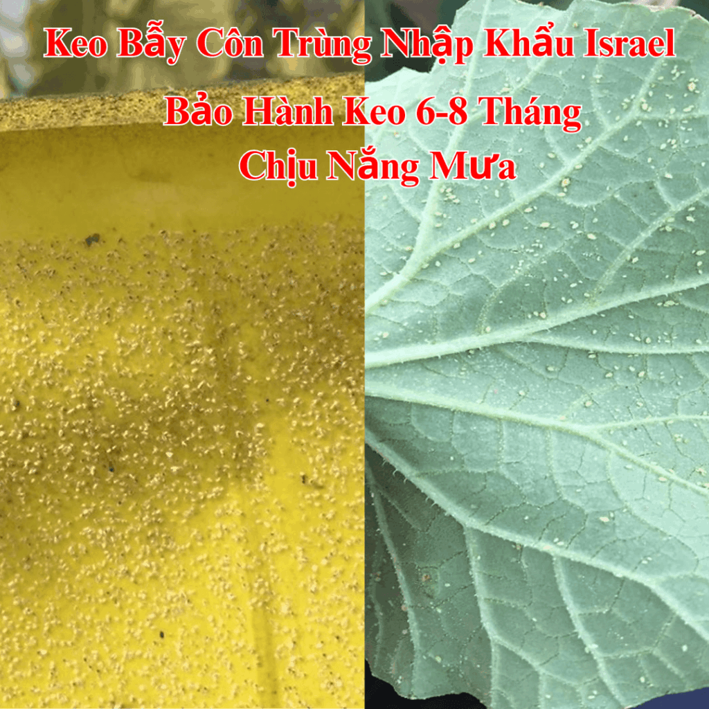 Bẫy Dính Vàng Rau Thủy Canh Nhập Khẩu Israel – Diệt Côn Trùng