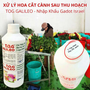 Thuốc Bảo Quản Mọi Loại Hoa lâu tàn Hiệu TOG Galileo (Tỷ lệ 0.1%) 1L Đậm Đặc pha 1.000L nước cắm hoa tại Farm