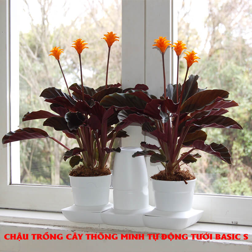 Chậu Trồng Cây Tự Dưỡng Thông Minh nhập khẩu Châu Âu Minigarden