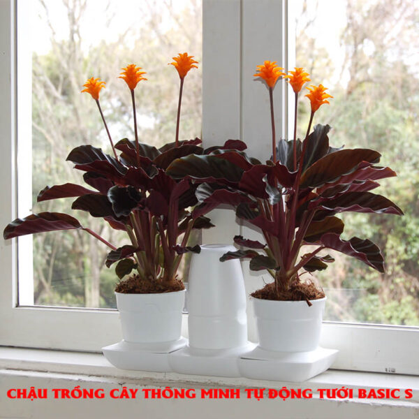 Chậu Trồng Cây Tự Dưỡng Thông Minh nhập khẩu Châu Âu Minigarden