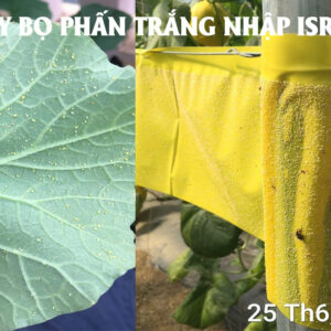 Bẫy Bọ Phấn Trắng với cuộn Keo Dính Màu Côn Trùng nhập khẩu Israel (50 Mét dùng 1.000m2) thời gian 8 tháng