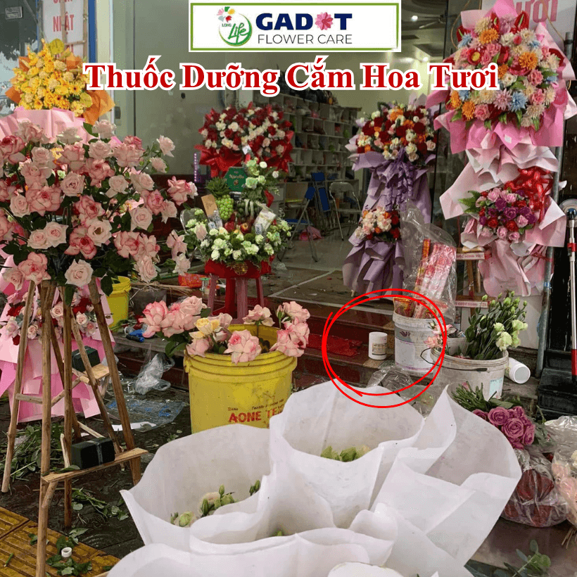 Bột Dưỡng Hoa LongLife SG Israel