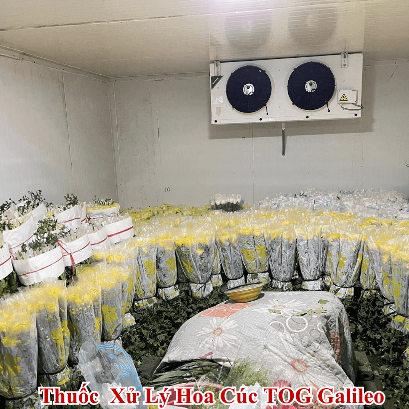 Thuốc Ngâm Hoa Dưỡng Hoa TOG Galileo