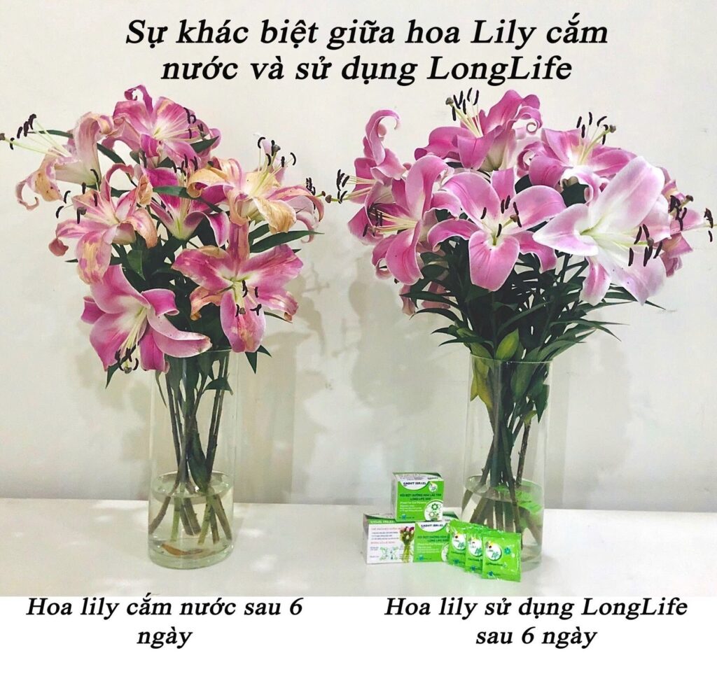Bí Quyết Giữ Hoa Ly Tươi Lâu