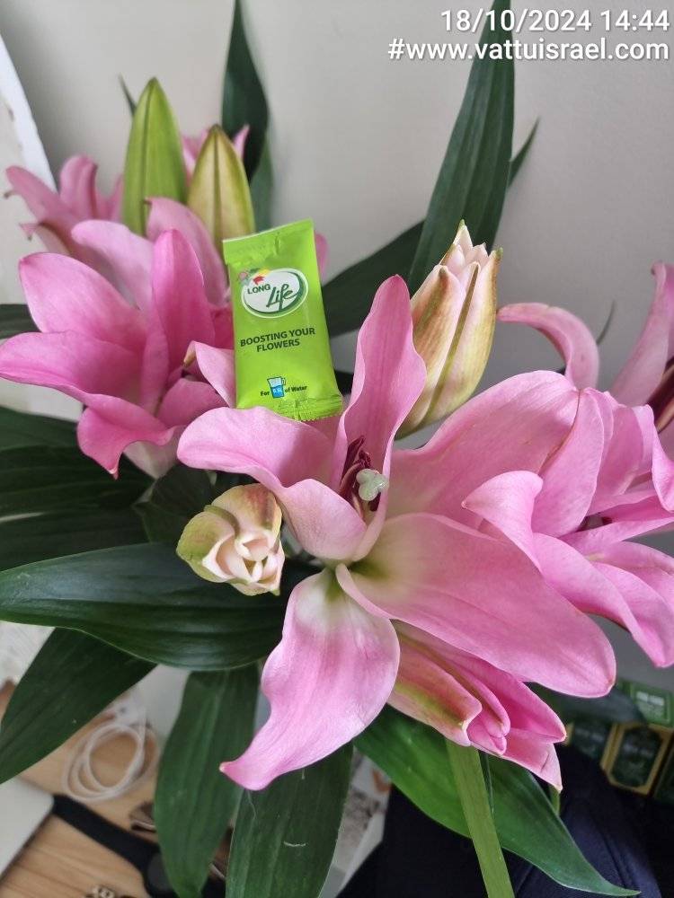 Bí Quyết Giữ Hoa Ly Tươi Lâu