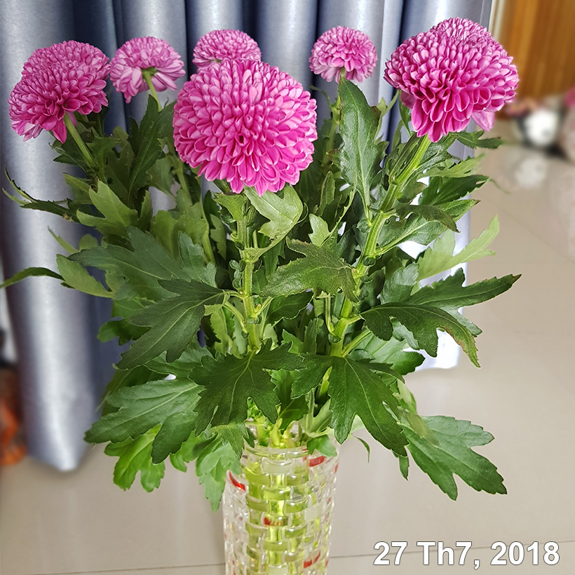 Dưỡng Hoa Tươi Lâu LongLife Giúp Hoa Nở Đẹp, Không Hôi Nước