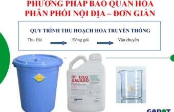 Xử Lý Hoa cắt cành sau thu hoạch bằng TOG Israel tại Vườn hoa và Chợ Hoa