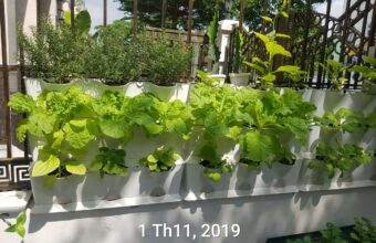 Trồng Rau Đứng Ban công tự động tưới và Không Thay Đất