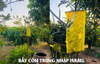 Keo Bẫy Màu Côn Trùng Sinh Học Israel trong nông nghiệp Sạch