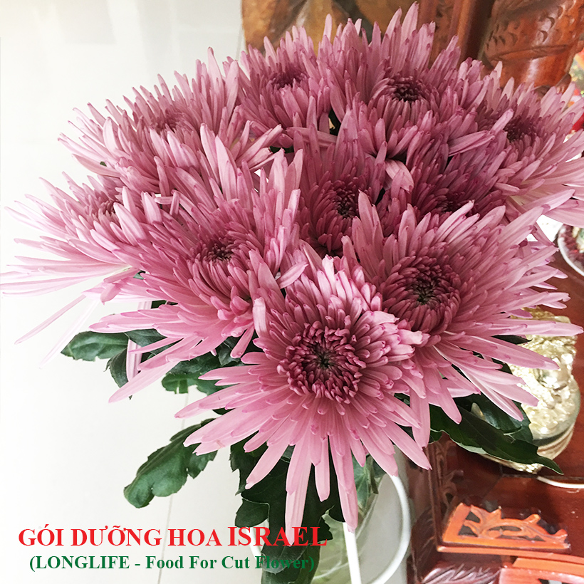 Dưỡng Hoa Tươi Lâu LongLife Giúp Hoa Nở Đẹp, Không Hôi Nước