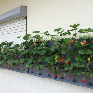 Module Trồng Rau Đứng Ốp Tường Minigarden (1 Module riêng lẻ) có tưới nhỏ giọt tự động và xếp chồng lên nhau trên mọi địa hình