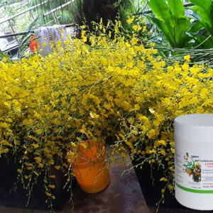 Shop Hoa bảo quản chăm hoa lan vũ nữ lâu tàn bằng Nước Cắm Hoa Israel (Hủ Bột 1KG pha 100L nước) nhập khẩu và 14 ngày không thay nước trong tip nhựa chứa hoa lan