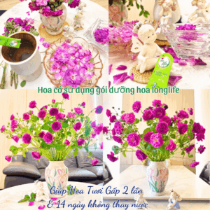 Thuốc Cắm Hoa Hồng Tươi Lâu và Hạn Chế Chăm Sóc Tại Nhà