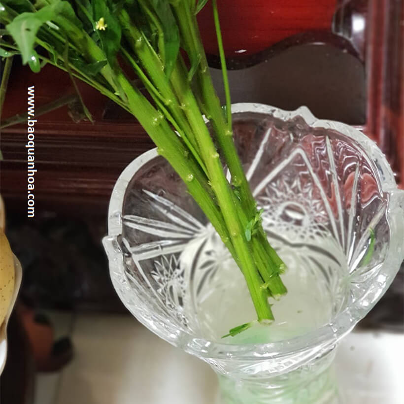 Dưỡng Hoa Tươi Lâu LongLife Giúp Hoa Nở Đẹp, Không Hôi Nước