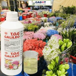 Thuốc Xử Lý Hoa Cúc Kho Lạnh trên 30 ngày bằng TOG Galileo