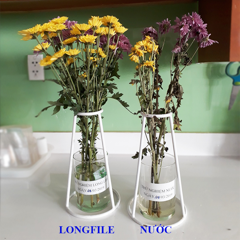 Dưỡng Hoa Tươi Lâu LongLife Giúp Hoa Nở Đẹp, Không Hôi Nước