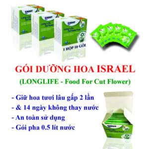 Nước cắm hoa Cúc tươi lâu đến 20 ngày và bộ lá hoa cúc luôn xanh mát cắm bình tại nhà