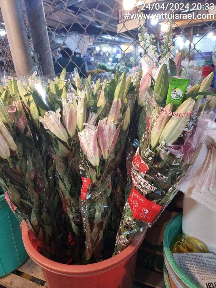 Gói Cắm Hoa Ly Tươi Lâu LongLife Nhập Khẩu Israel