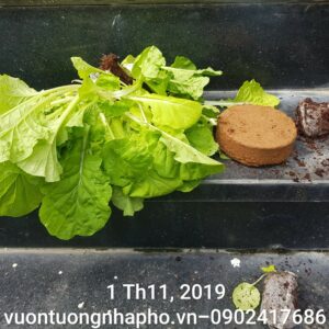 VIÊN NÉN XƠ DỪA TRỒNG RAU SẠCH (10 viên) CHƯA PHÂN BÓN HỮU CƠ