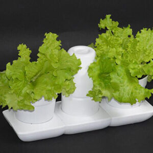 CHẬU TRỒNG RAU SÀ LÁCH ĐỂ BÀN TỰ ĐỘNG TƯỚI VÀ TỰ HÚT PHÂN BÓN NUÔI RAU BASIC S BẢO HÀNH 5 NĂM