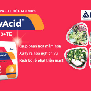 PHÂN HÒA TAN NHẬP KHẨU ISRAEL NovAcid 13-40+13+Te BÓN GỐC CÂY  DÙNG CHO CÂY VÀ HOA, SỬ DỤNG TỐT VỚI HỆ THỐNG TƯỚI NHỌ GIỌT TỰ ĐỘNG