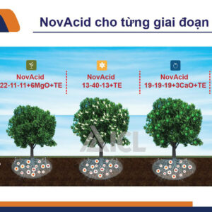PHÂN BÓN GỐC ISRAEL HÒA TAN 13-40+13 VỚI 100% DÙNG TRONG HỆ THỐNG TƯỚI NHỎ GIỌT TỰ ĐỘNG CHO MỌI LOẠI CÂY TRỒNG (1KG)
